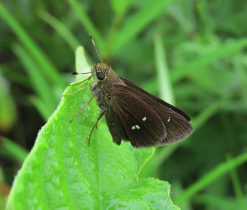 Twin-spot Skipper